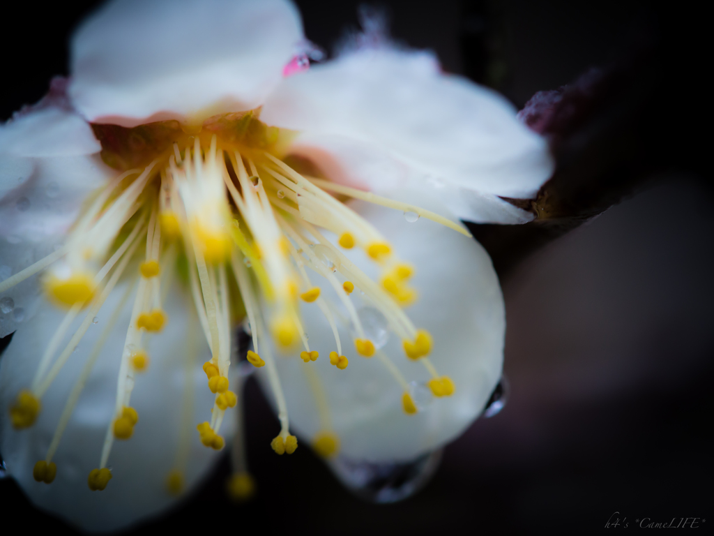 Japanese Apricot