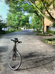 早朝自転車1
