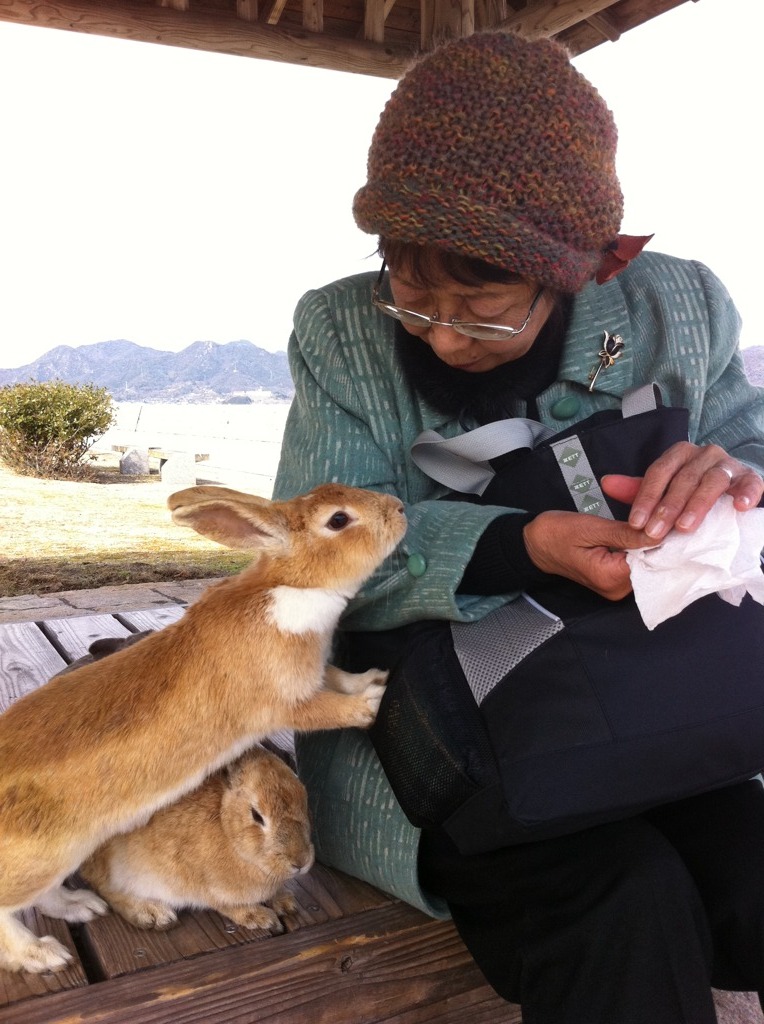 うさぎ島にて