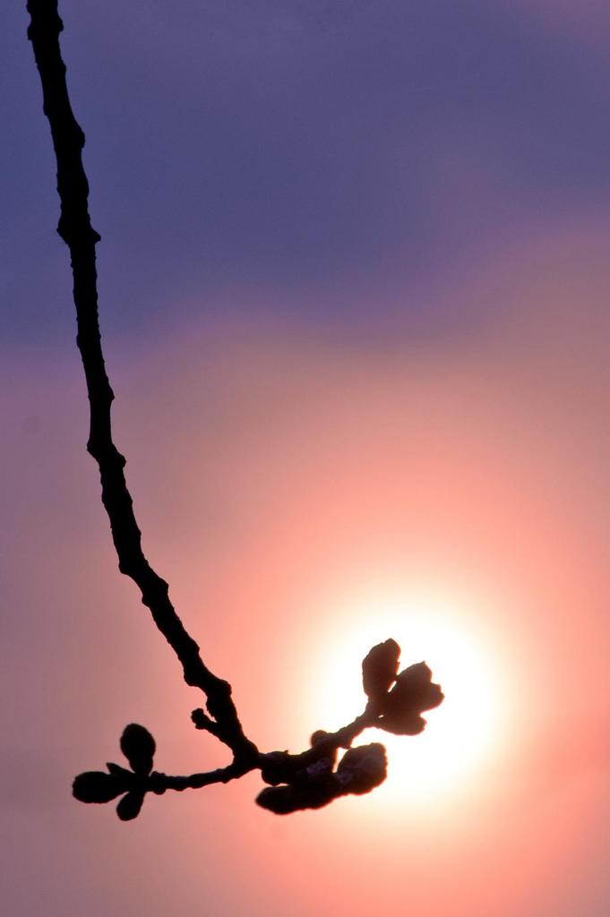 線香桜燈華