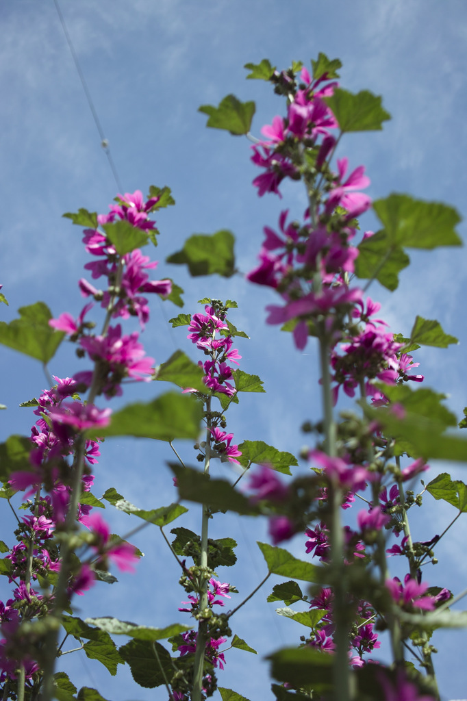 花と空