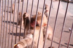 ちょ～だいっ！