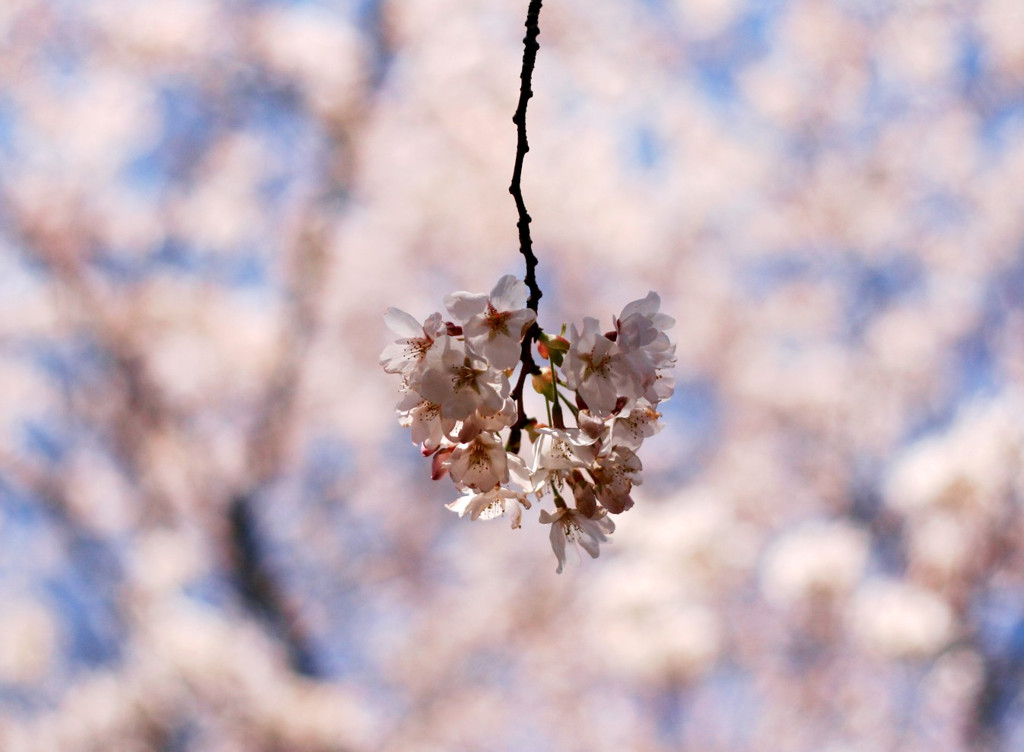SAKURA