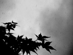 Rain　2