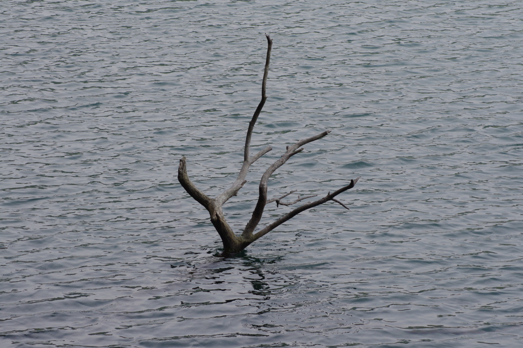 シンクロナイズドスイミング 