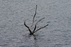 シンクロナイズドスイミング 