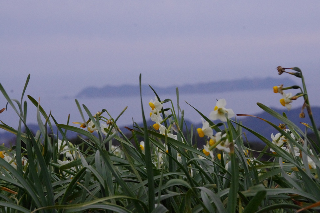 牛深の水仙公園