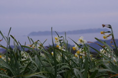 牛深の水仙公園