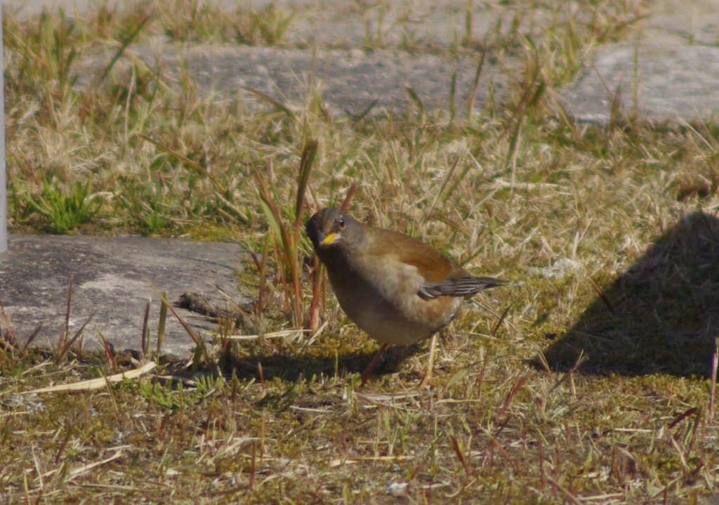 うまく撮れるの？　あなた