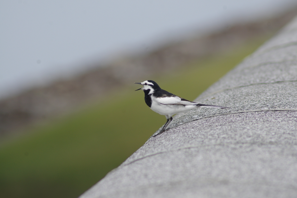 みんな　おいでー