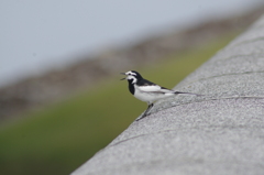 みんな　おいでー