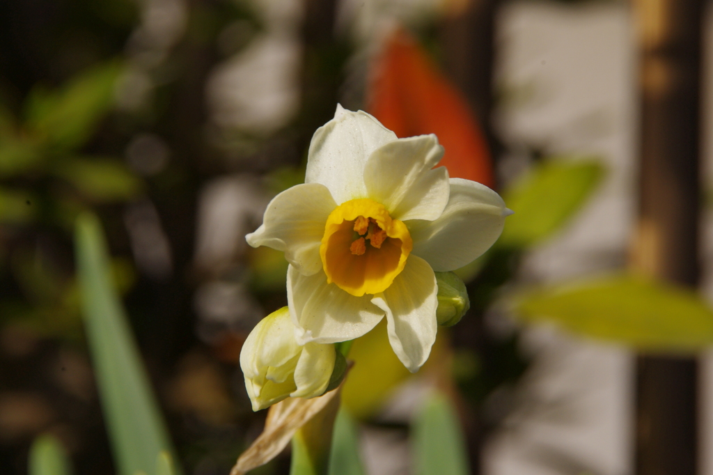 春がわが家の庭に