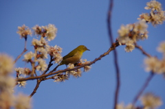 初の鳥