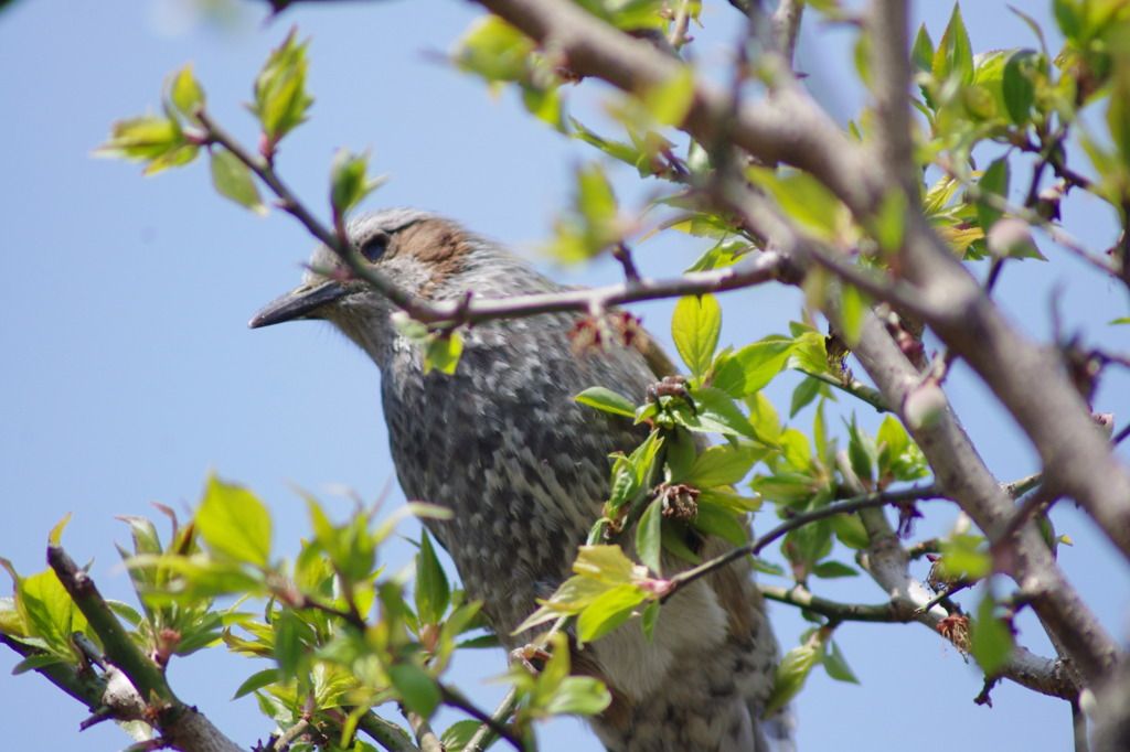 ピントは　私に