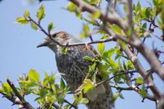 ピントは　私に