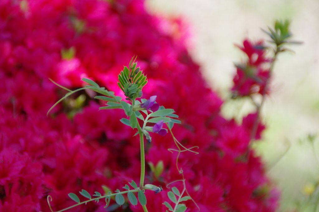 目立ちたちたい