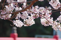 やっぱり　さくら