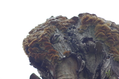 マンション築造中