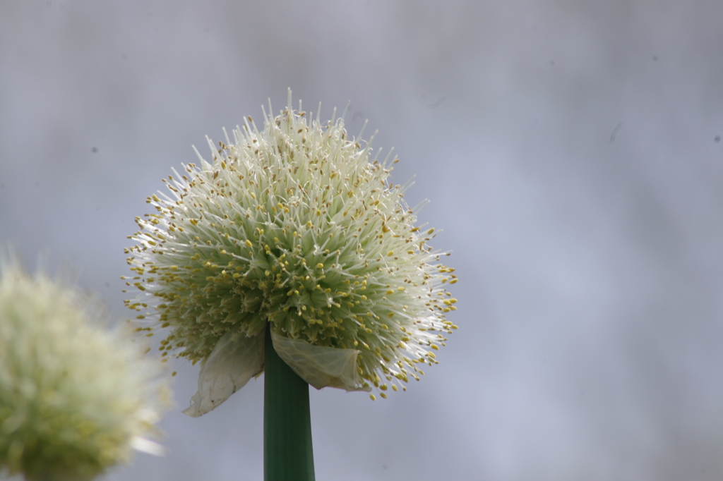 根っこと　対照的