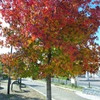 紅葉する木