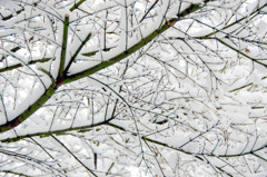 雪の積もった紅葉の木