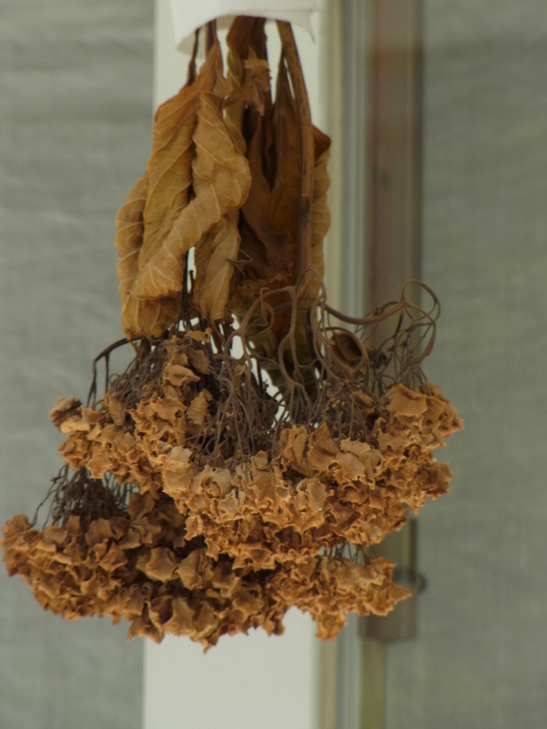 紫陽花の魔除けお守り？