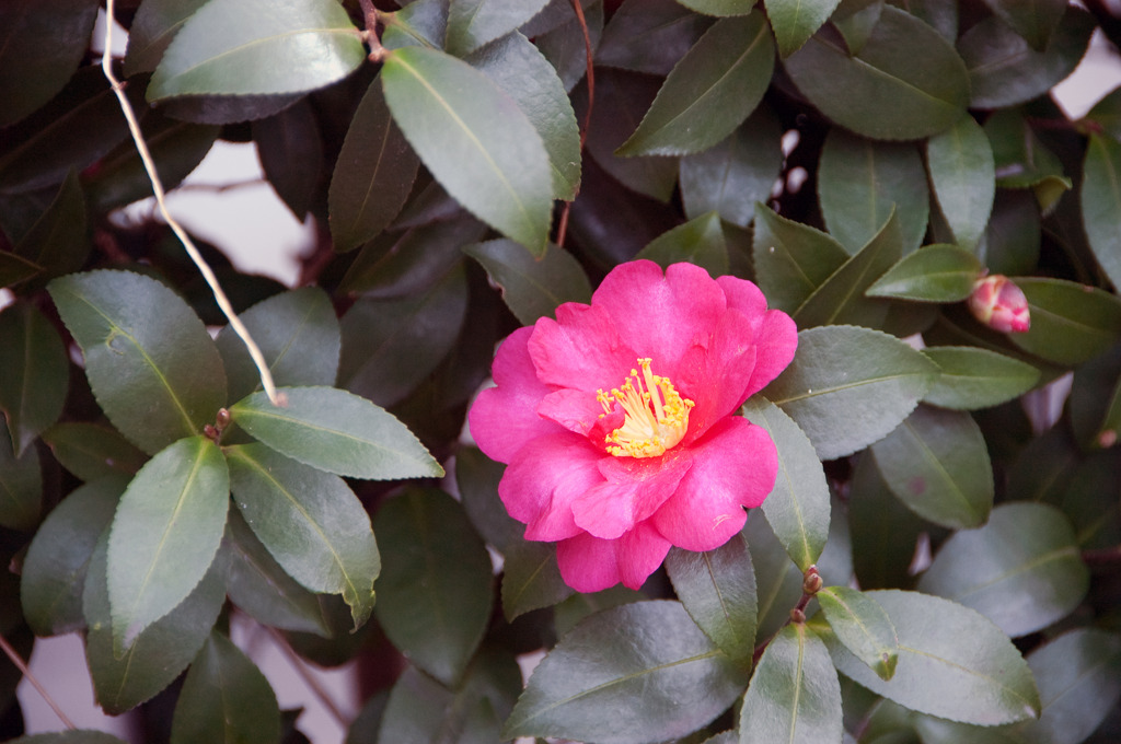 山茶花