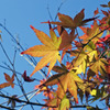 紅葉染まり始め