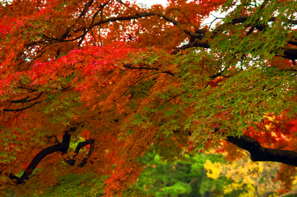 紅葉青葉あり