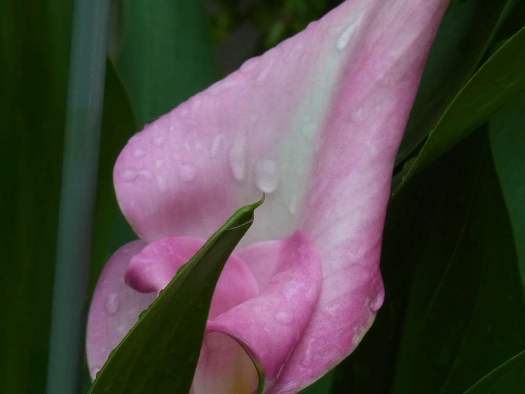 R0010421
