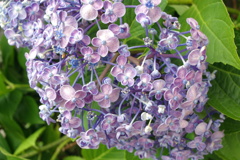 今年も変わった紫陽花