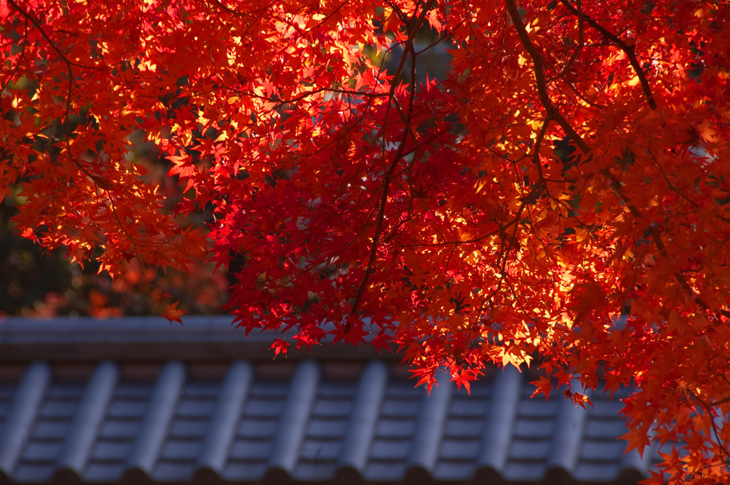 御所迎賓館付近の紅葉