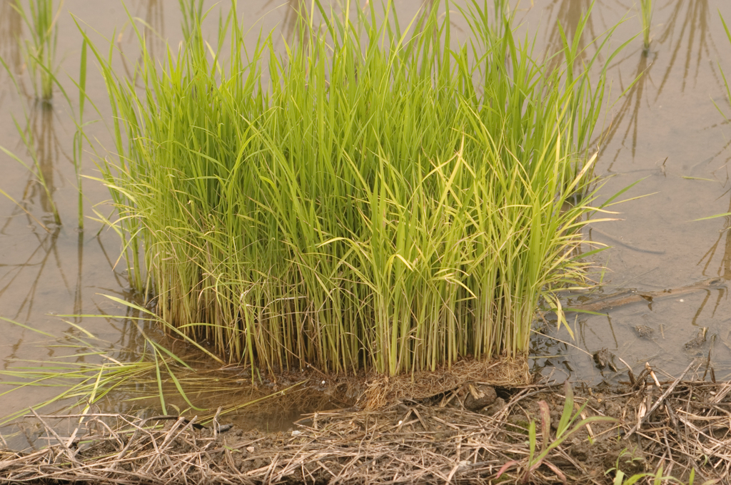 田植えの余り苗