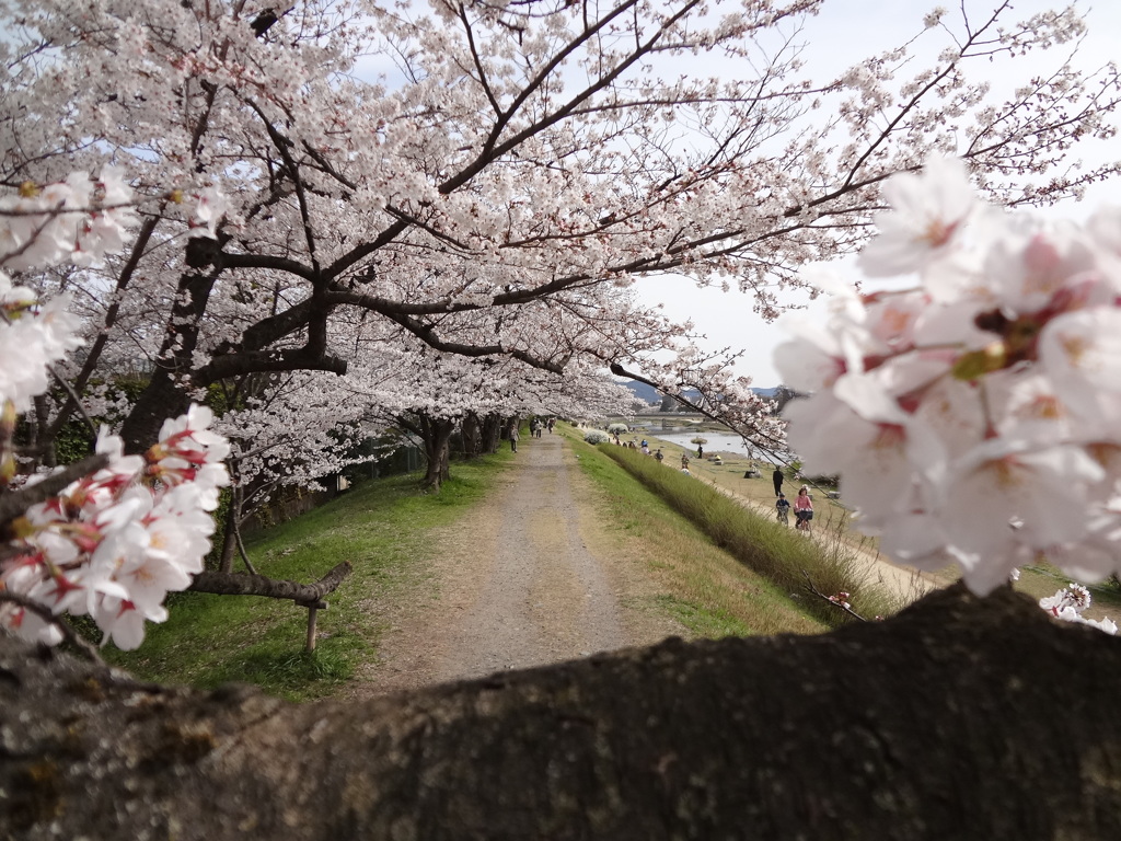 枝越しの桜トンネル