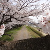 枝越しの桜トンネル