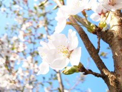 山梨のさくら