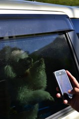 車の中の犬