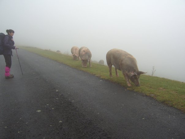 特大ブタに遭遇