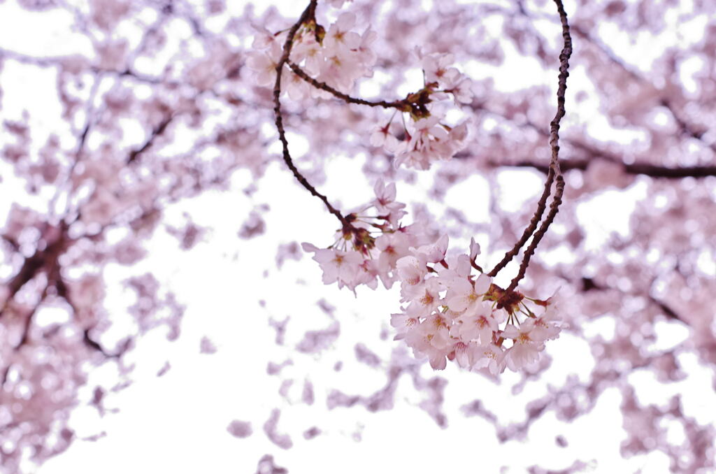 桜