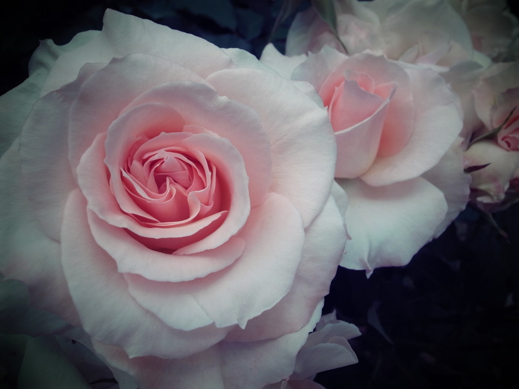 甘い薔薇
