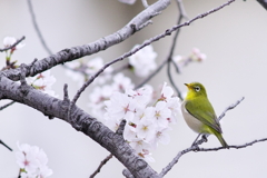 めじろさん