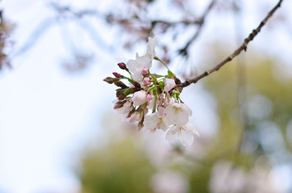 桜