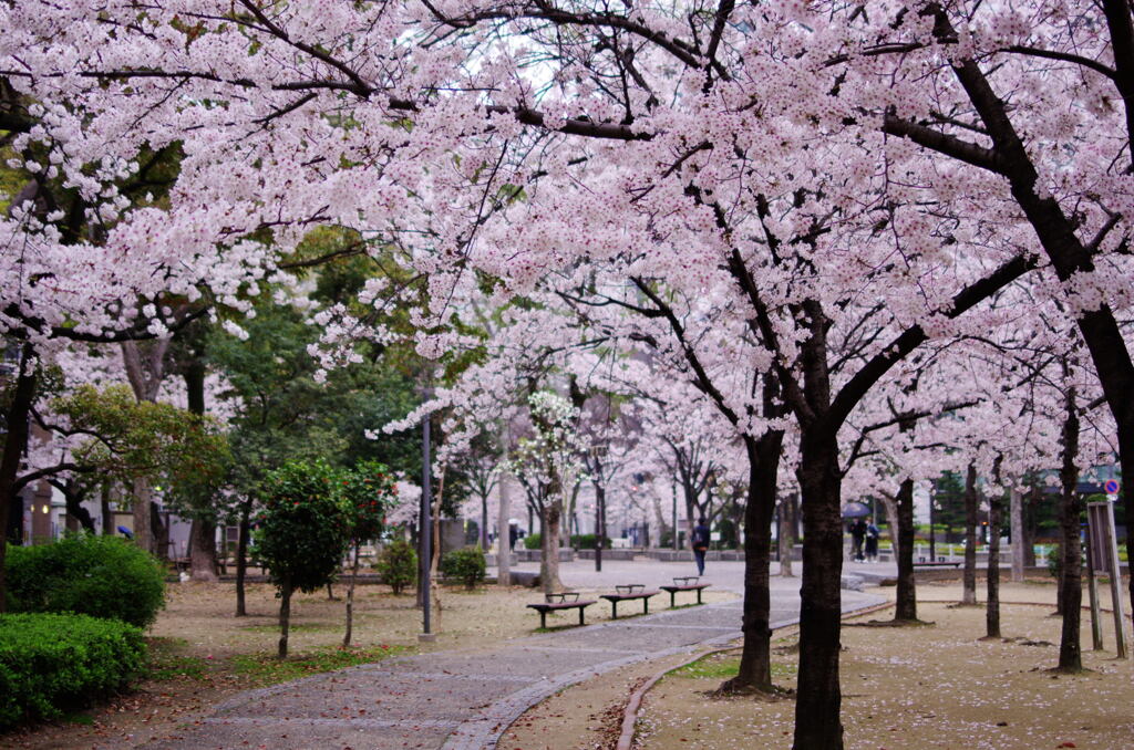 桜