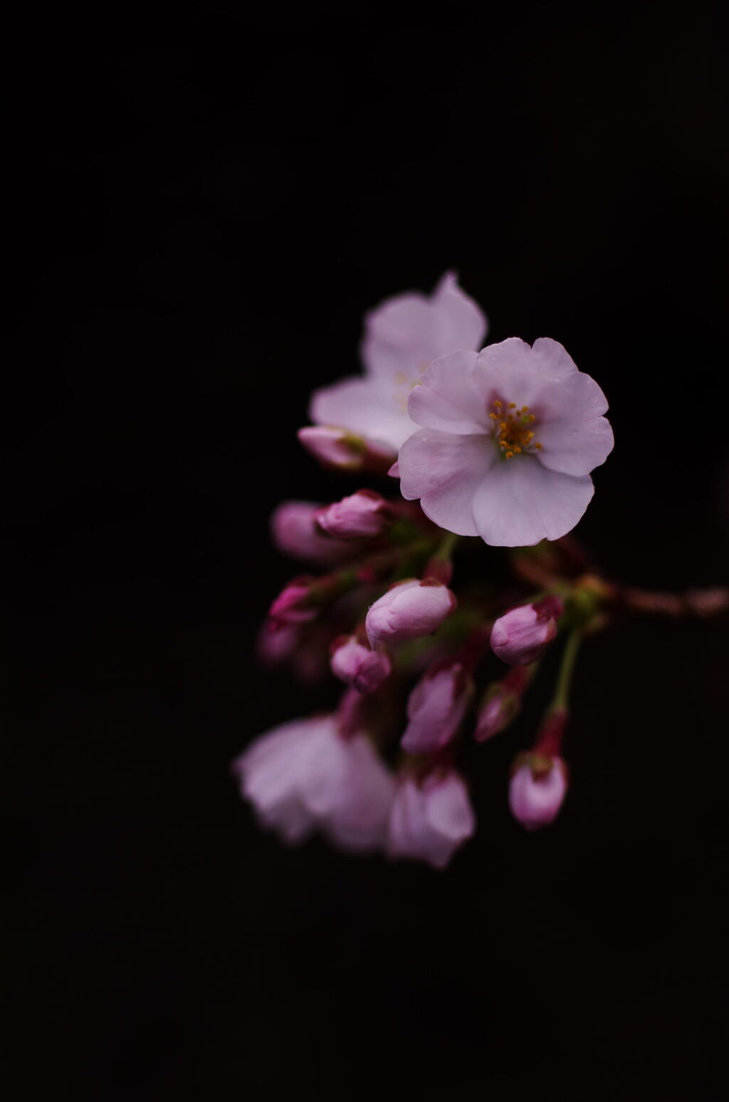 開花