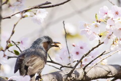 花見のおやつ