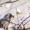 花見のおやつ