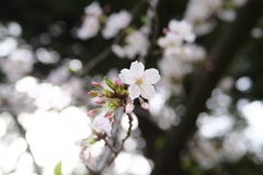 桜