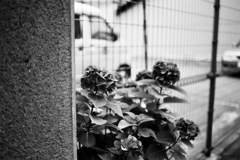 迷いたい町（7）