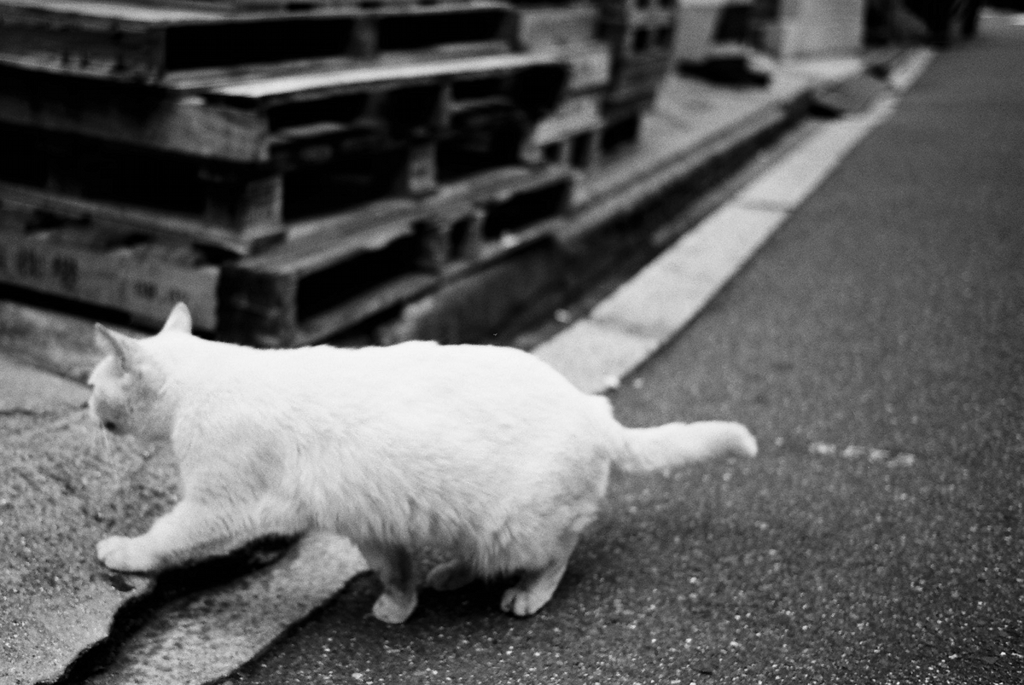 迷いたい町（1）