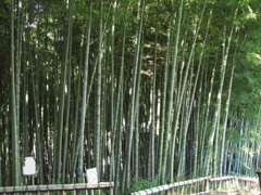 bamboo2